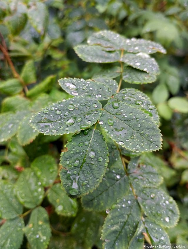 После дождя — Аниме куклы (MJD/Винил): Imomo (фото 9)