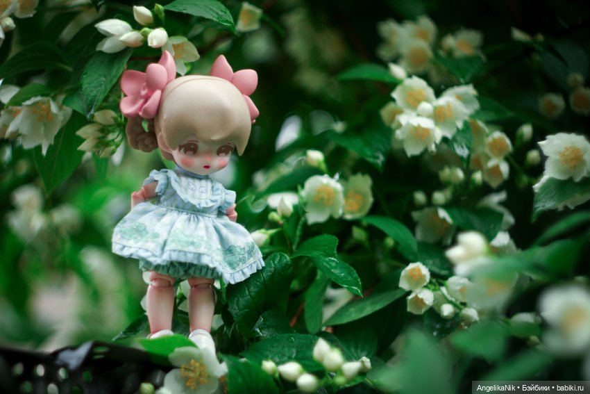 Lucky doll - азиатский лотос по имени Дюшес