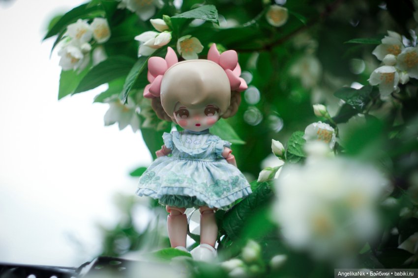 Lucky doll - азиатский лотос по имени Дюшес