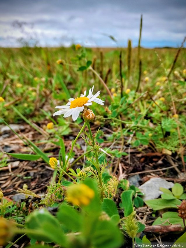 Август. Поле — Куклы Fairyland (ФэйриЛэнд): BJD (БЖД)