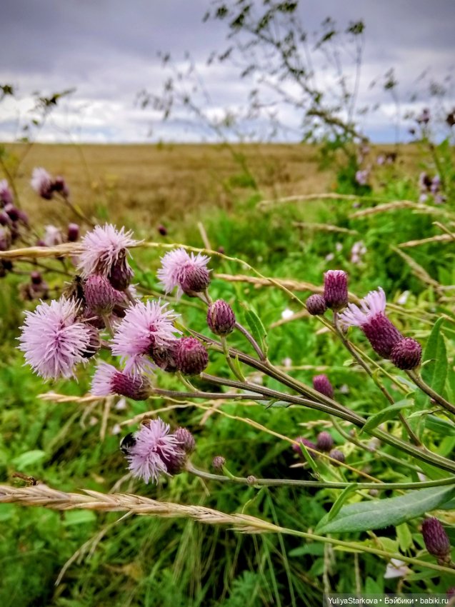 Август. Поле — Куклы Fairyland (ФэйриЛэнд): BJD (БЖД)