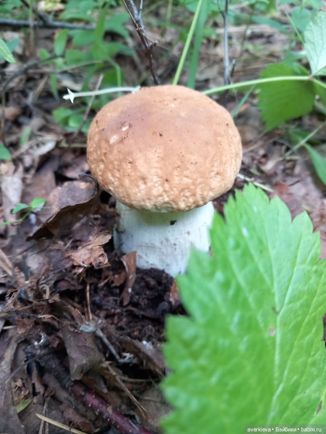 Ни минуты покоя...Воскресенье (фото 6)