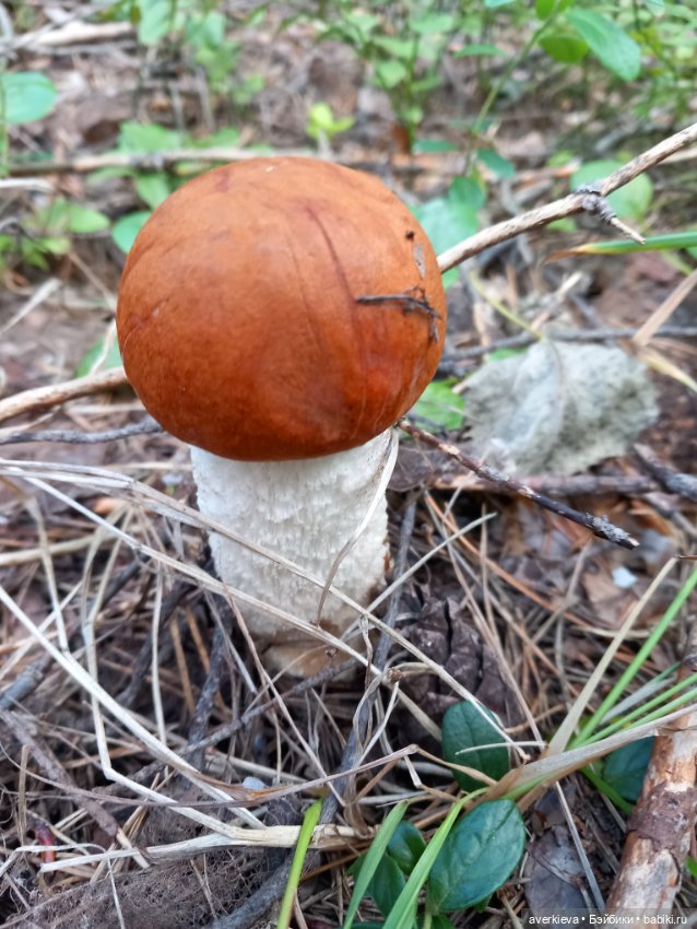 Ни минуты покоя...Воскресенье (фото 5)