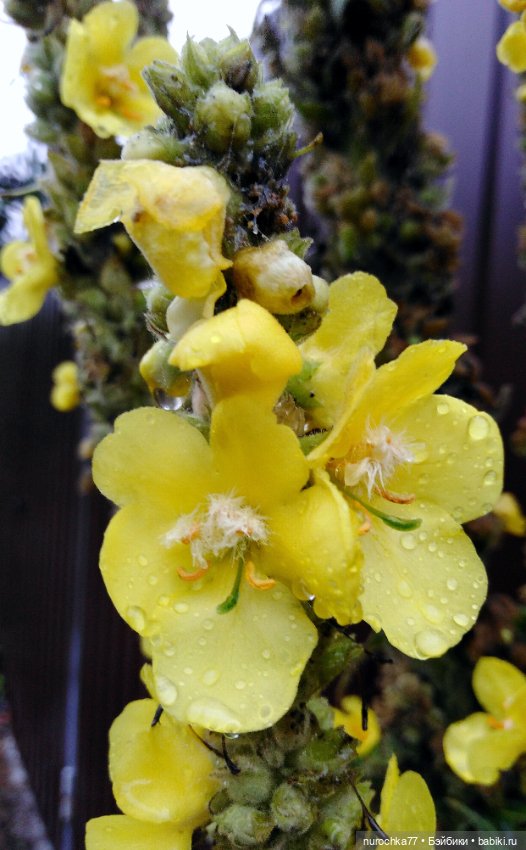 Про Нафочку. Цвет настроения жёлтый (фото 4)