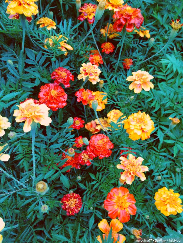 Про Нафочку. Цвет настроения жёлтый (фото 10)