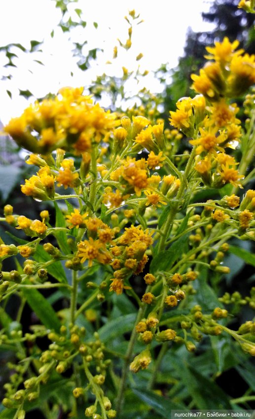 Про Нафочку. Цвет настроения жёлтый (фото 2)