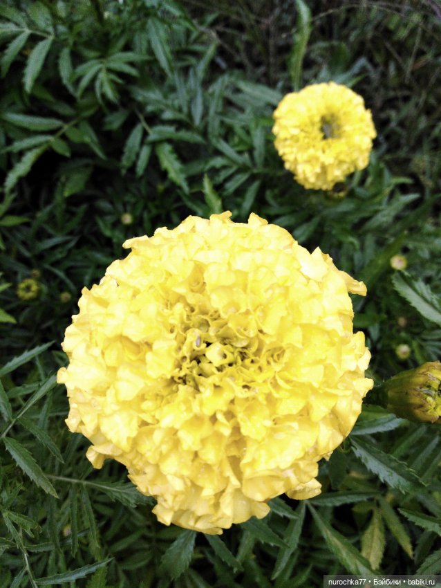 Про Нафочку. Цвет настроения жёлтый (фото 6)