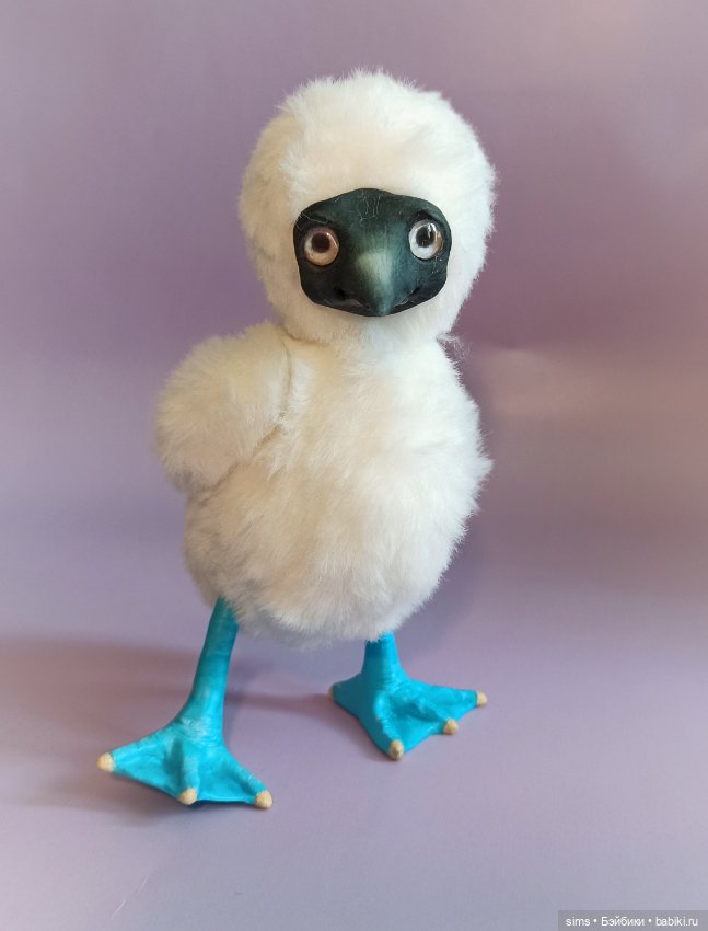 Птенчик голубоногой олуши