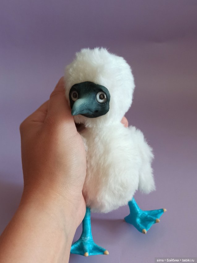 Птенчик голубоногой олуши (фото 6)