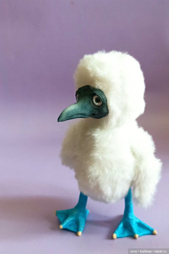 Птенчик голубоногой олуши (фото 2)