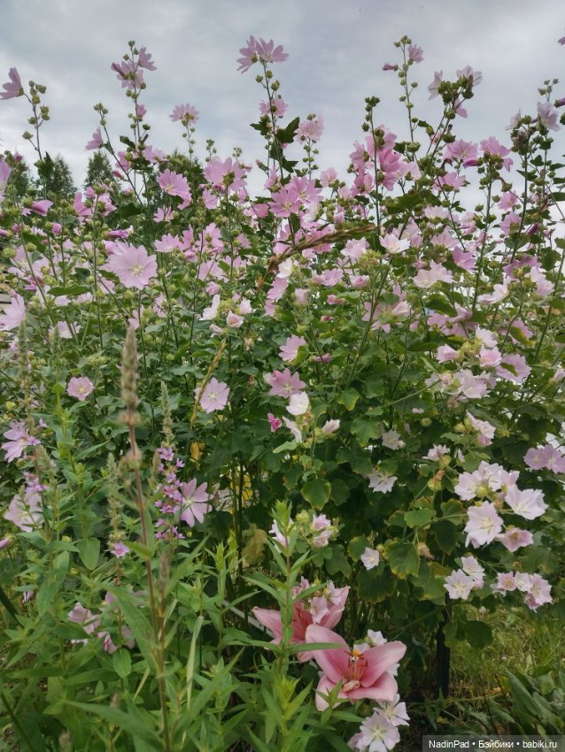 Снежка и розовый лес — Игровые куклы разных производителей (Разное): редкие бренды (фото 7)