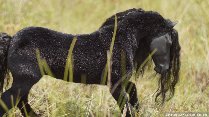 Фризский конь и красавица Дания (фото 7)