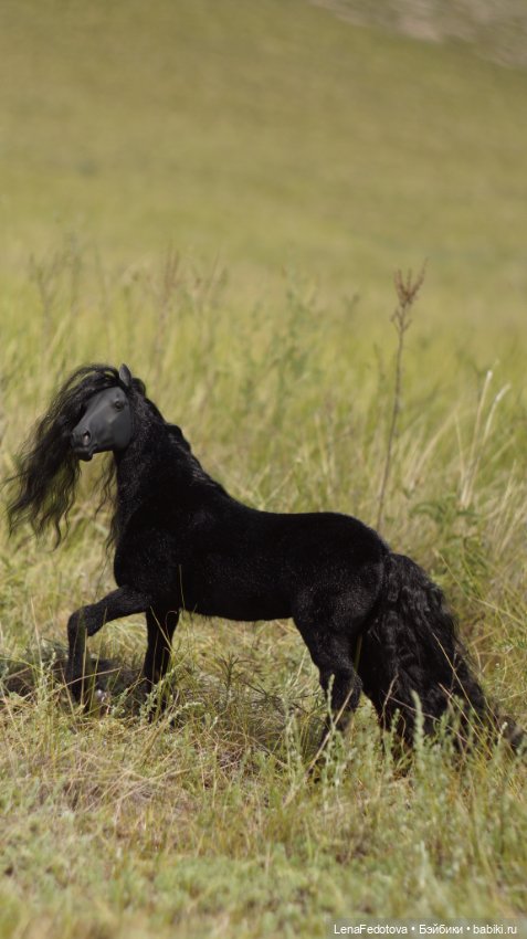 Фризский конь и красавица Дания (фото 9)