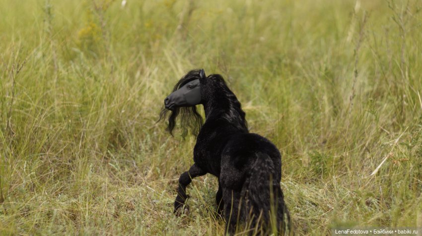 Фризский конь и красавица Дания (фото 5)