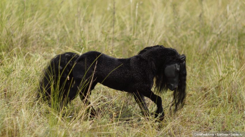 Фризский конь и красавица Дания (фото 10)