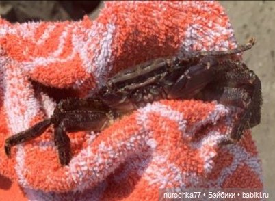 Про Нафочку. Отпуск. В пути