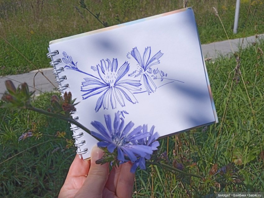 Август, цикорий и компания