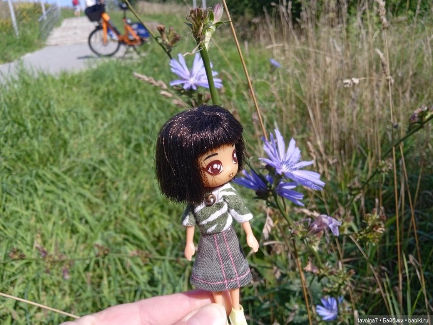 Август, цикорий и компания (фото 5)