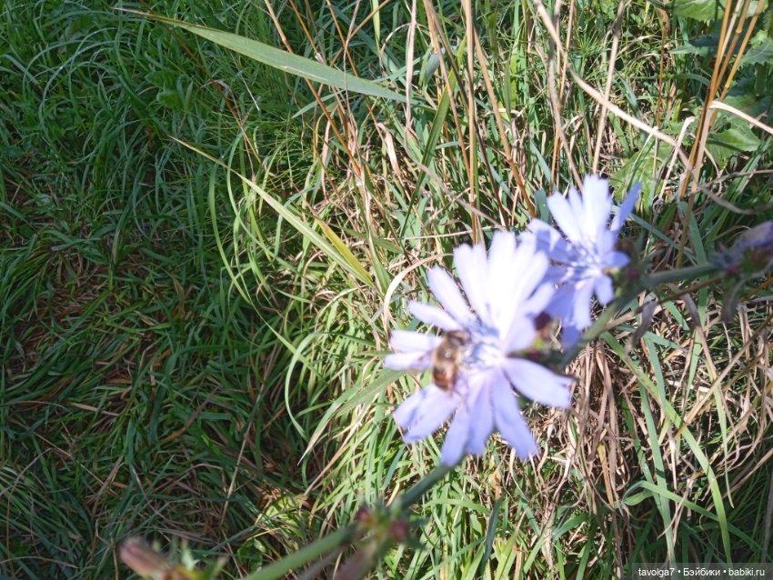 Август, цикорий и компания