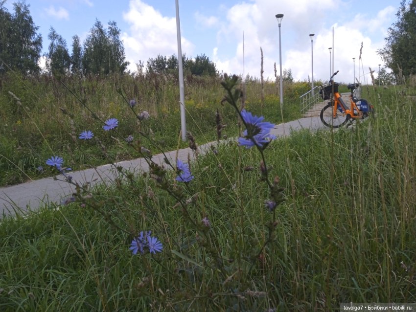 Август, цикорий и компания