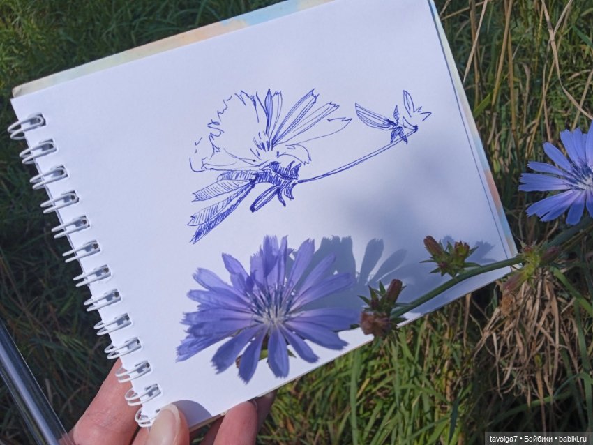 Август, цикорий и компания