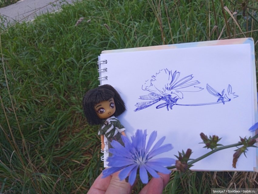 Август, цикорий и компания