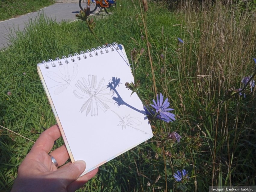 Август, цикорий и компания (фото 3)