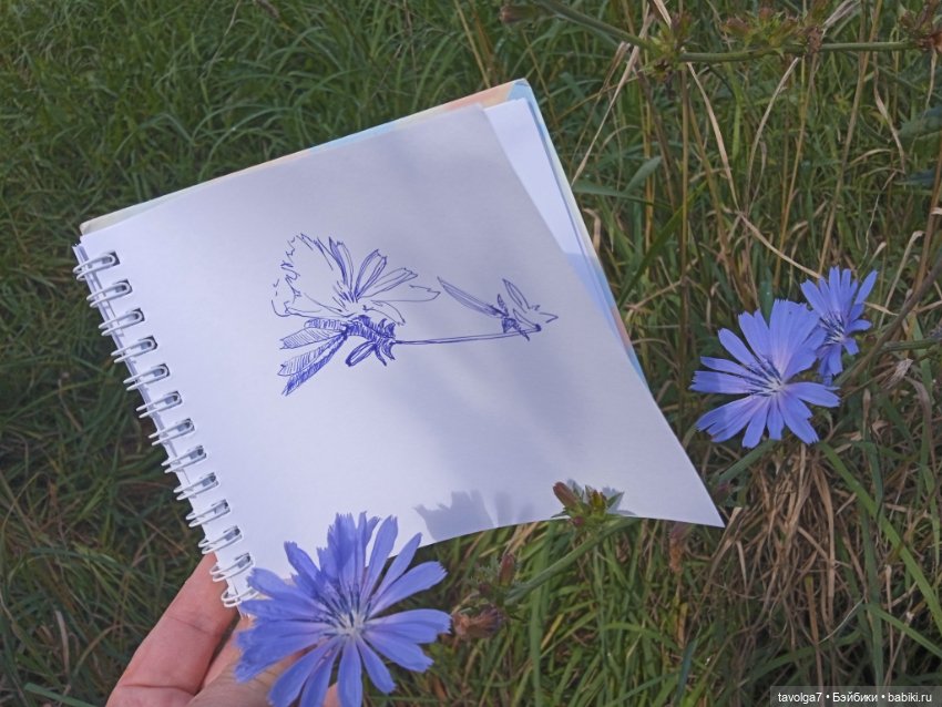 Август, цикорий и компания