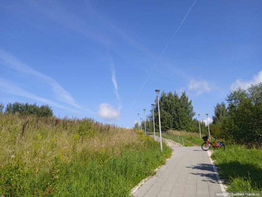 Август, цикорий и компания