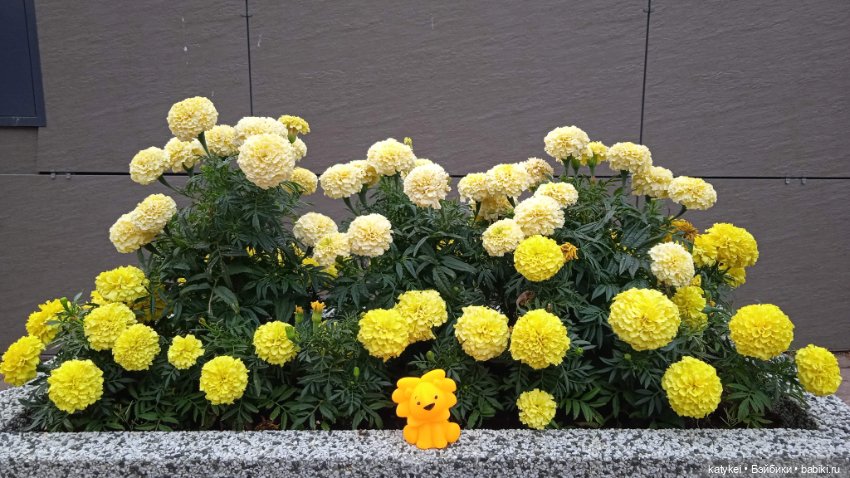 Банановый лев или Все оттенки жёлтого (день льва 2025)