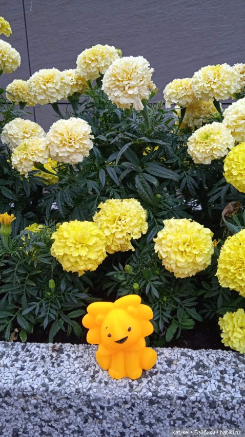 Банановый лев или Все оттенки жёлтого (день льва 2025) (фото 3)