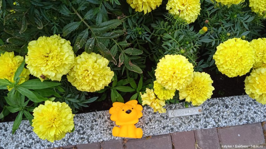 Банановый лев или Все оттенки жёлтого (день льва 2025) (фото 6)