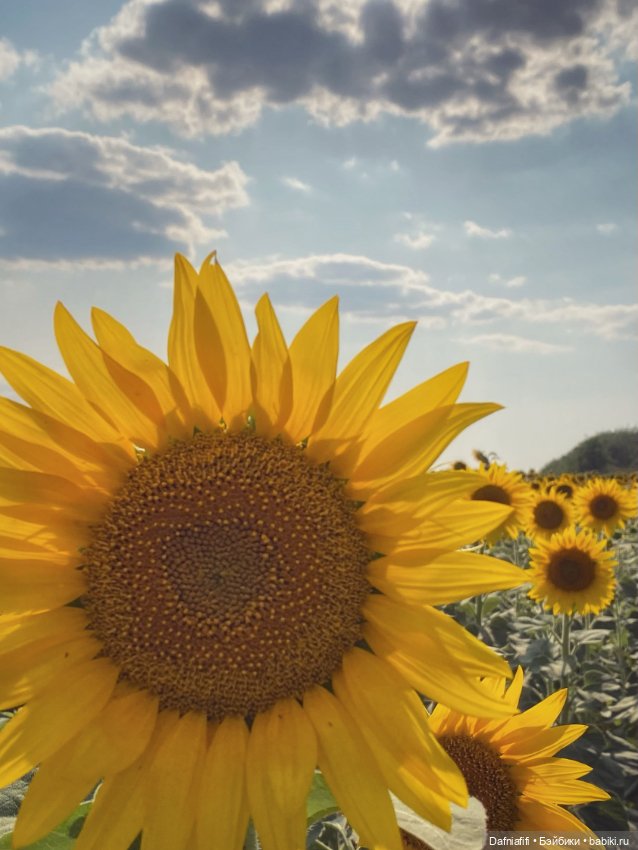 Кусочек лета — Куклы Meadow dolls (Медовушки): BJD (БЖД)