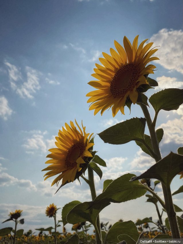 Кусочек лета — Куклы Meadow dolls (Медовушки): BJD (БЖД)