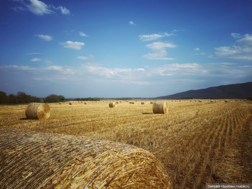 Кусочек лета — Куклы Meadow dolls (Медовушки): BJD (БЖД)