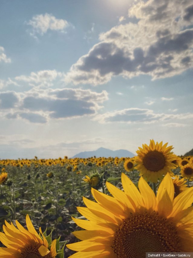Кусочек лета — Куклы Meadow dolls (Медовушки): BJD (БЖД)