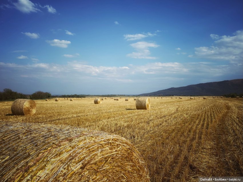 Кусочек лета — Куклы Meadow dolls (Медовушки): BJD (БЖД)