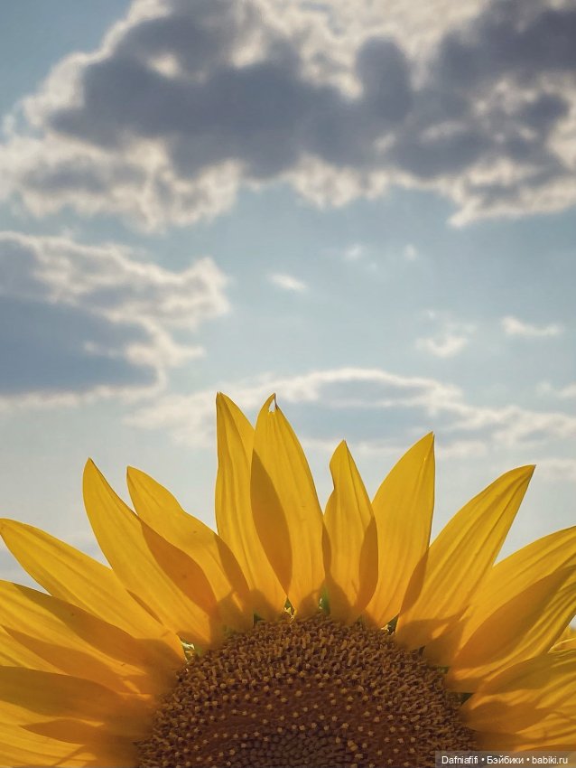 Кусочек лета — Куклы Meadow dolls (Медовушки): BJD (БЖД)