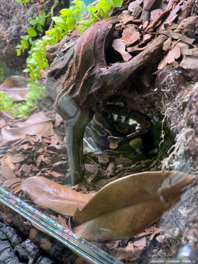 🪼 Аурелия: лето в городе — Куклы Simontoys и Come4Free (Blind Box): Teennar