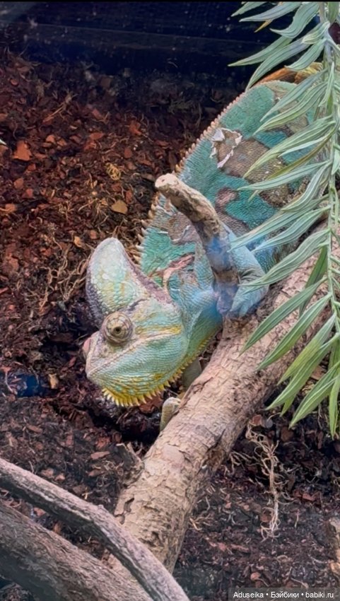 🪼 Аурелия: лето в городе — Куклы Simontoys и Come4Free (Blind Box): Teennar