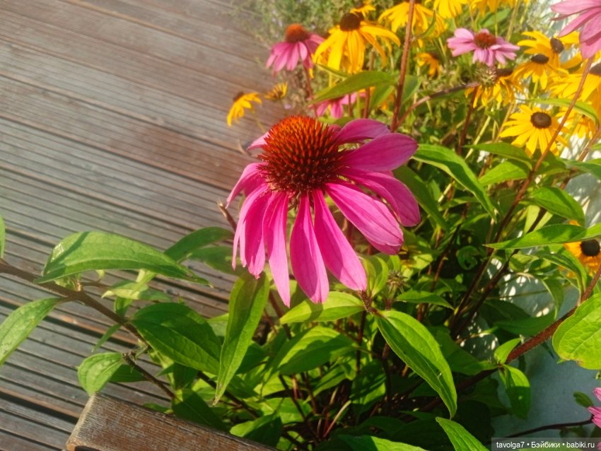Зарисовки эхинацеи 29.7.2025
