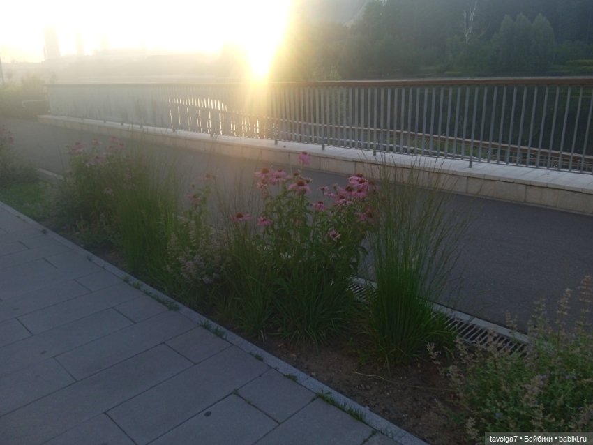 Зарисовки эхинацеи 29.7.2025 (фото 4)