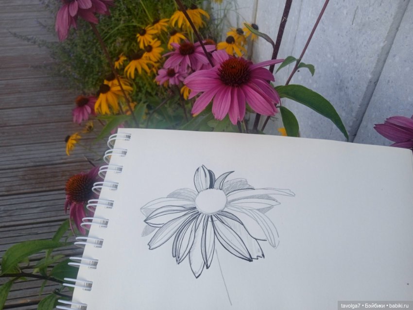 Зарисовки эхинацеи 29.7.2025