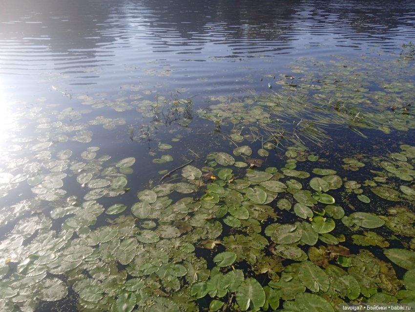 Зарисовки эхинацеи 29.7.2025