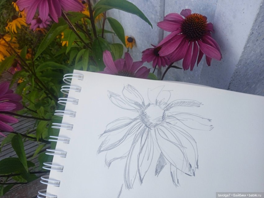 Зарисовки эхинацеи 29.7.2025