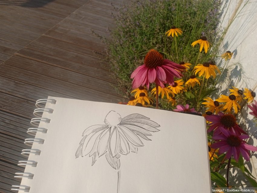 Зарисовки эхинацеи 29.7.2025