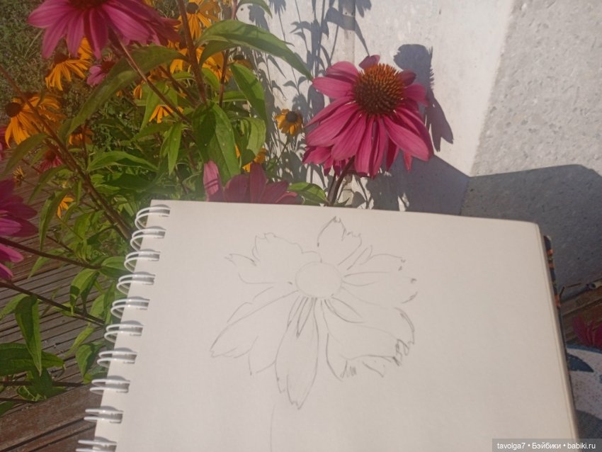 Зарисовки эхинацеи 29.7.2025