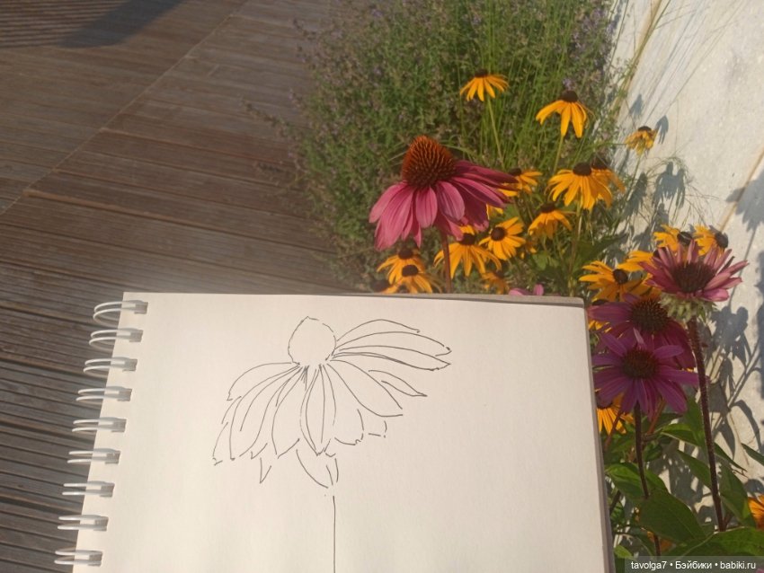 Зарисовки эхинацеи 29.7.2025