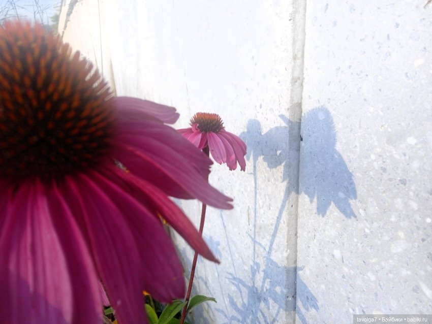 Зарисовки эхинацеи 29.7.2025