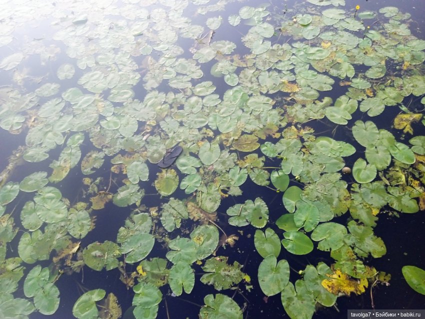 Зарисовки эхинацеи 29.7.2025